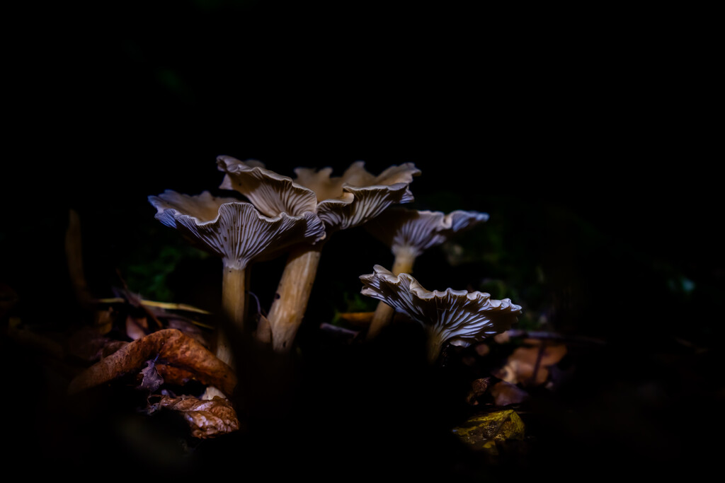 Chanterelle by hannahcallier