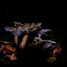 Chanterelle