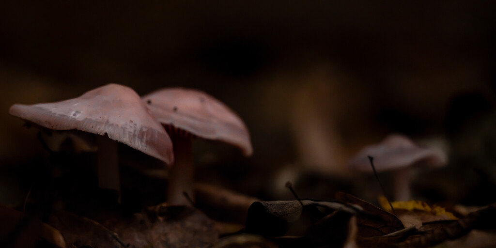 Woodland Floor by hannahcallier