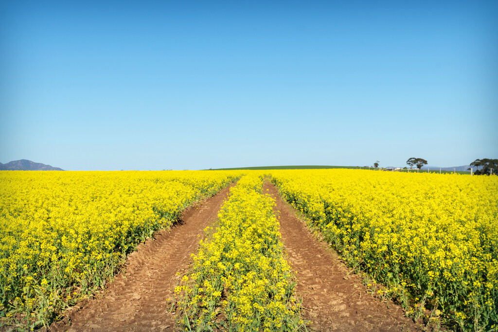 Tractor tracks through the canola by ludwigsdiana