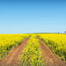 Tractor tracks through the canola