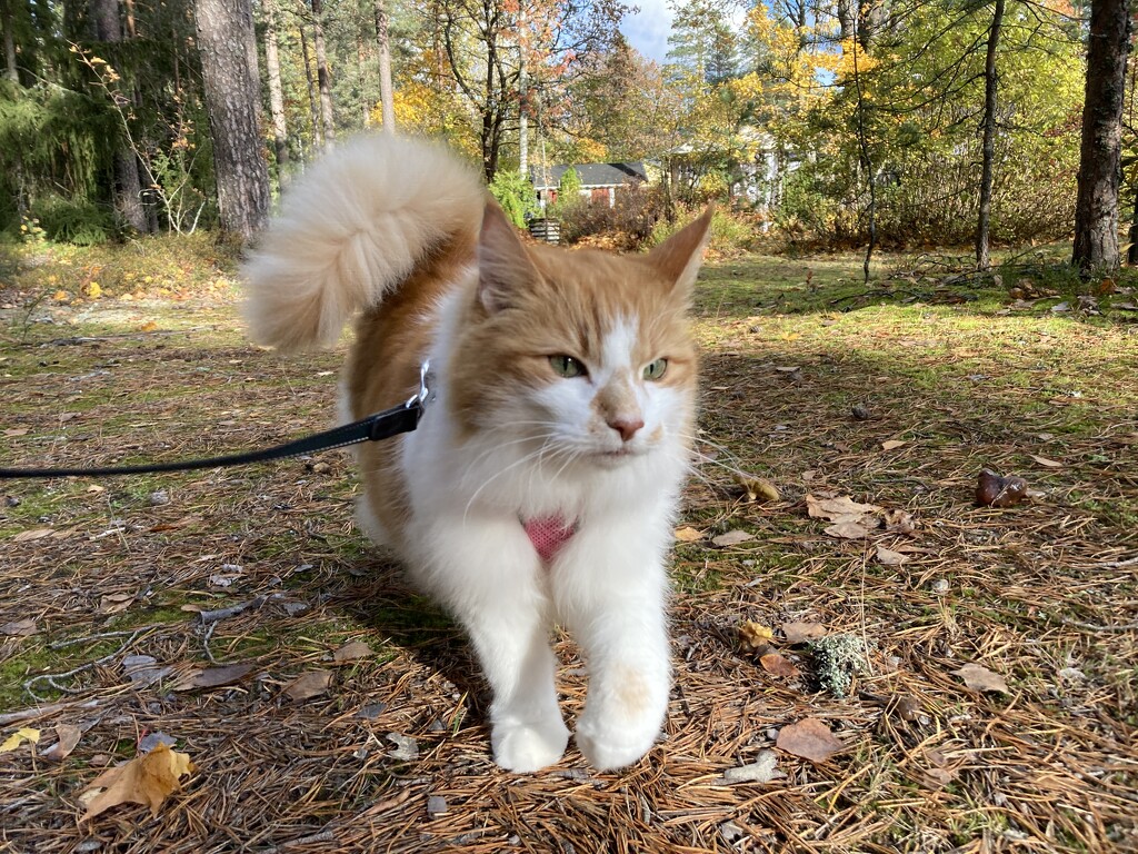 Enjoying autumn weather  by katriak