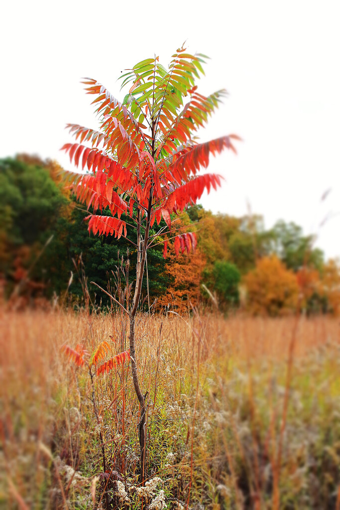 Autumn Hike 1 - Wading Through the Grasses by juliedduncan