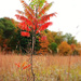 Autumn Hike 1 - Wading Through the Grasses