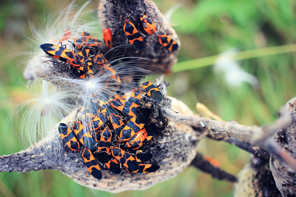 Autumn Hike 2 - Milkweek Bugs Still Hanging Around by juliedduncan