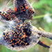 Autumn Hike 2 - Milkweek Bugs Still Hanging Around