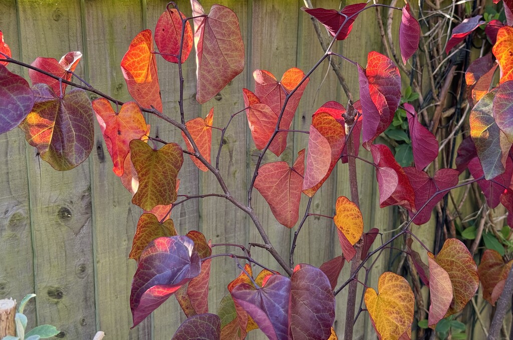 Autumn Colour in our Garden by susiemc