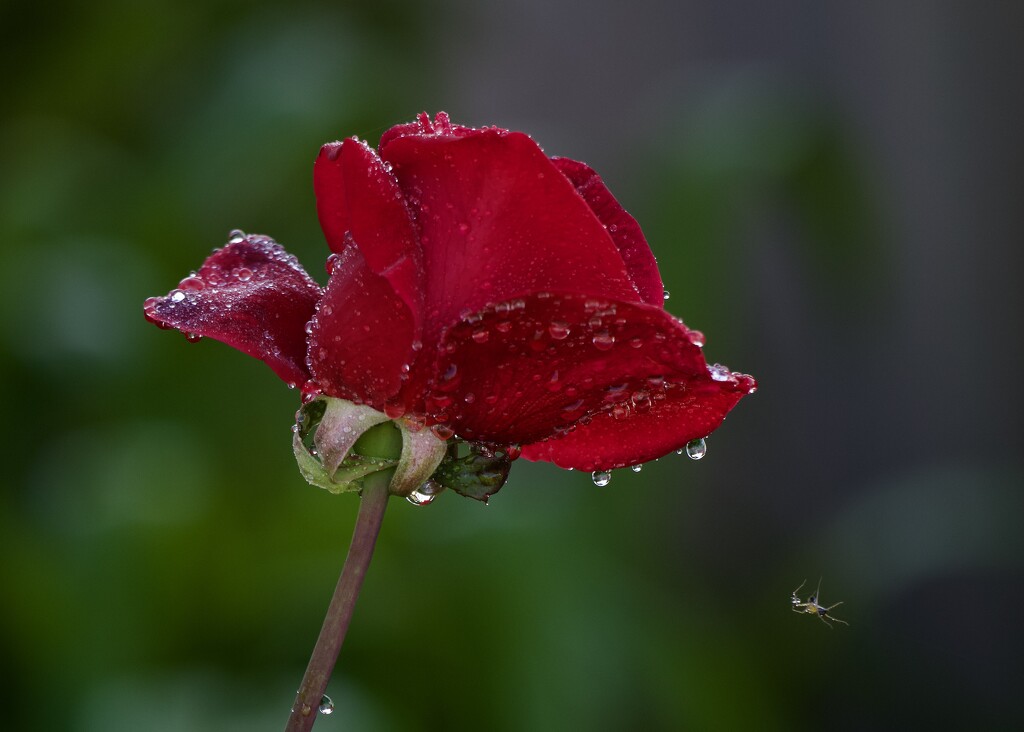 Glistening With Water Drops PA136054 by merrelyn