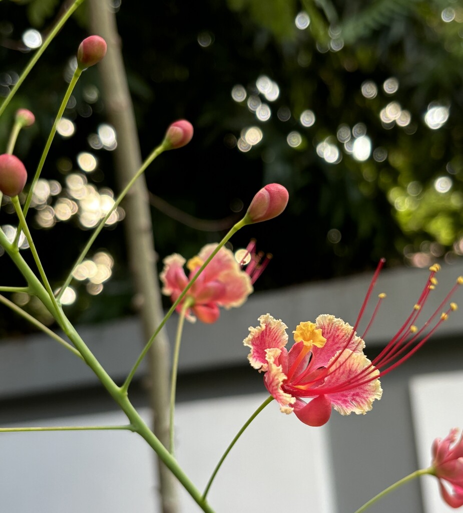 Peacock flower by lizgooster