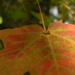 Maple Leaf Closeup 