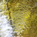 Yellow Reflection in Creek 