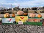 13th Oct 2024 - The biggest pumpkins ever!