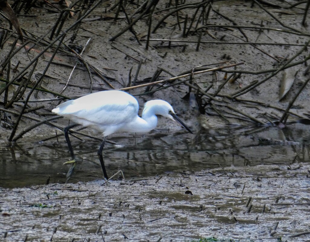 Egret by 30pics4jackiesdiamond