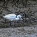 Egret