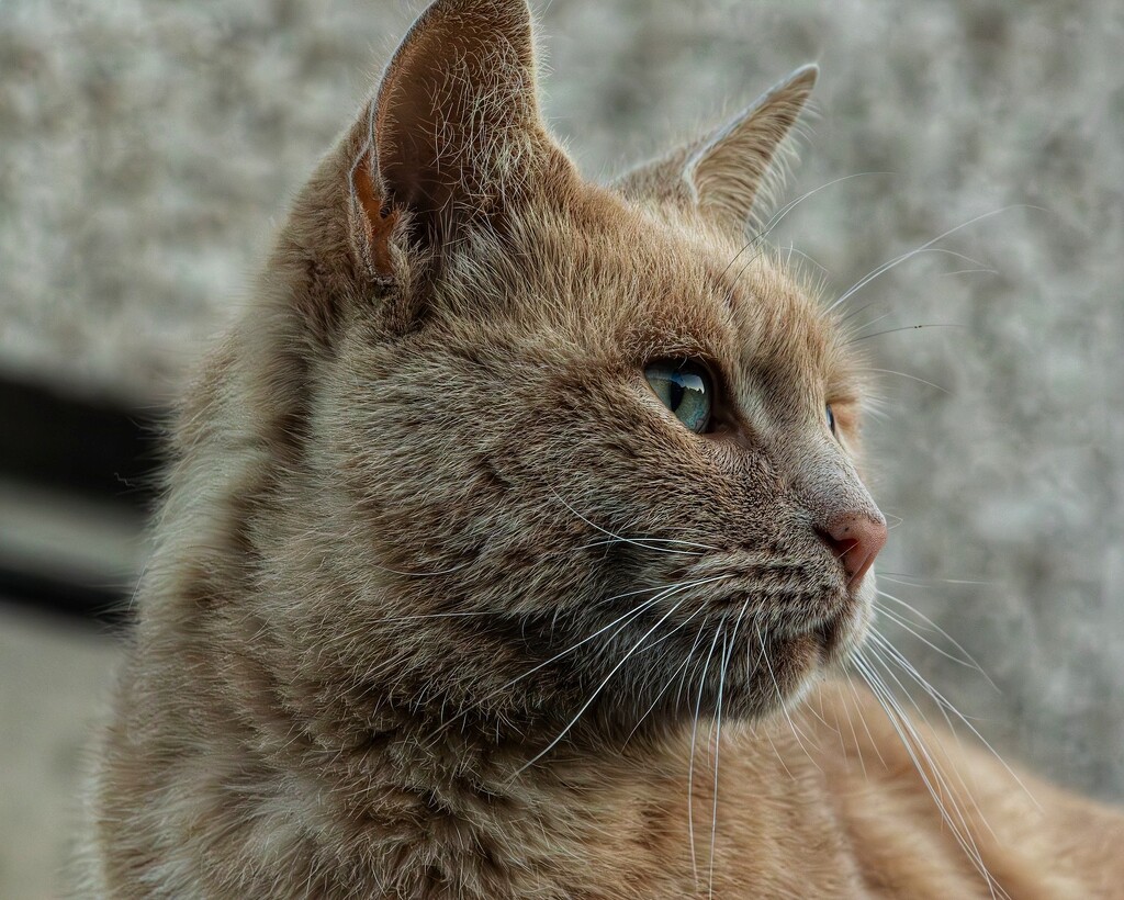 Pensive cat ……… by billdavidson