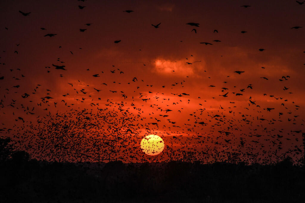 Kansas Sunset 10-12-24 by kareenking