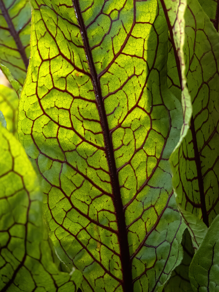 red veined sorrel by koalagardens