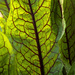 red veined sorrel