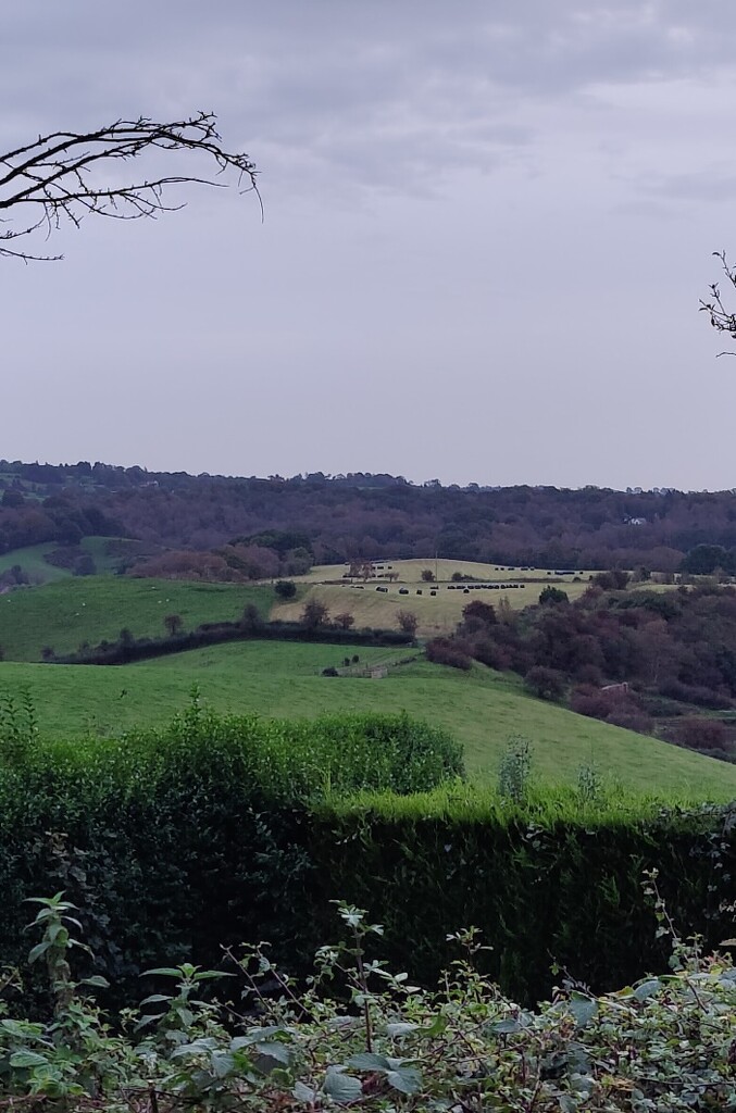 A view over a hedge by roachling