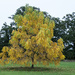 Autumn in the park