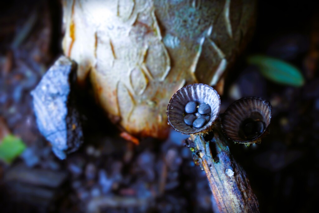 Bird's Nest Fungi by photohoot