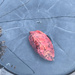 Leaf in the Birdbath