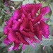 Celosia