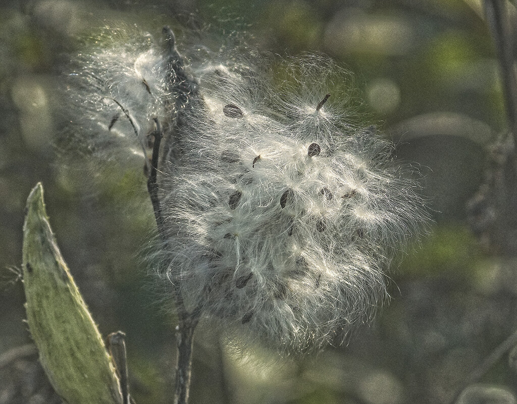 Exploded Milkweed by gardencat