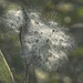 Exploded Milkweed