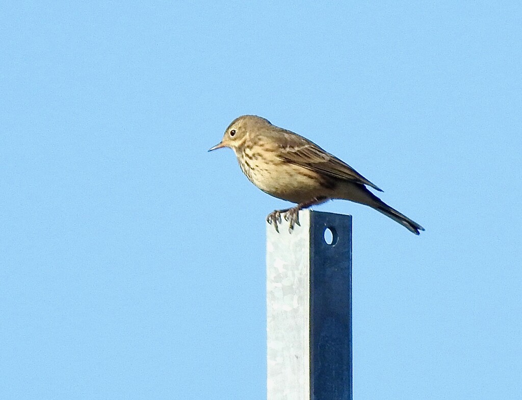 American Pipit by sunnygreenwood