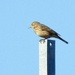 American Pipit