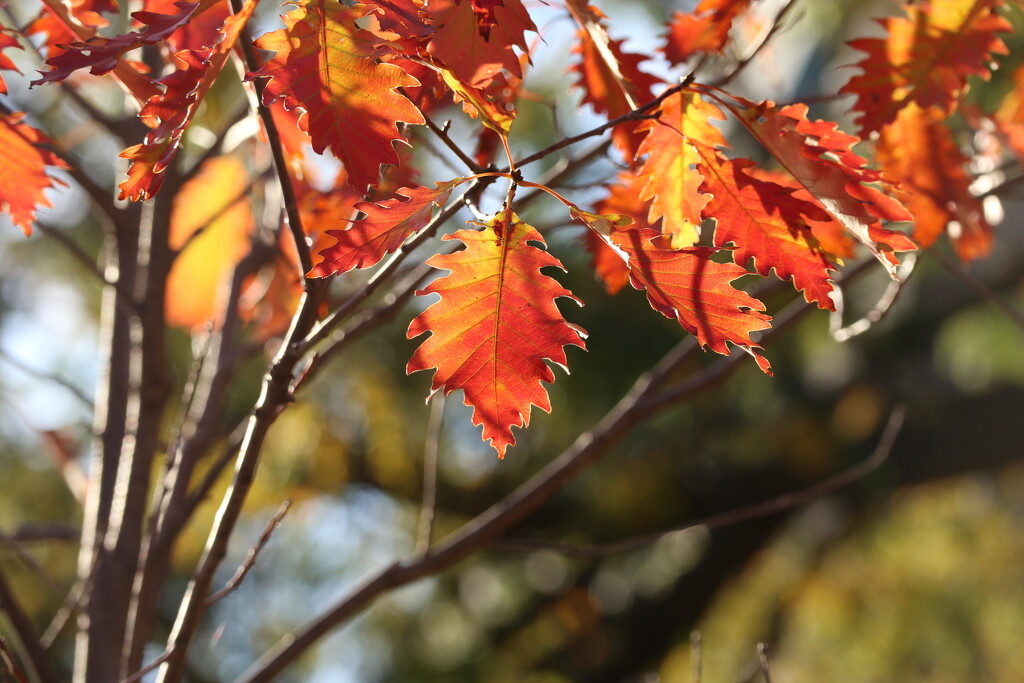 Sunset in a Leaf by 365projectorgheatherb