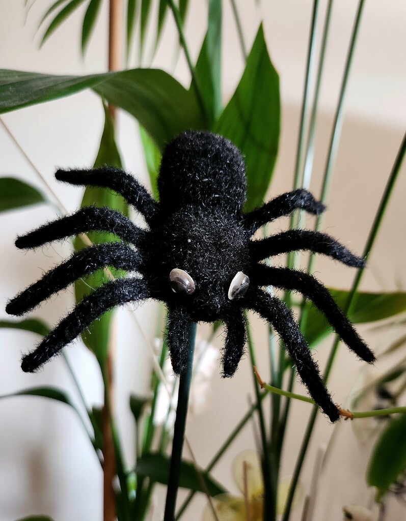 Itsy Bitsy Spider by jo38