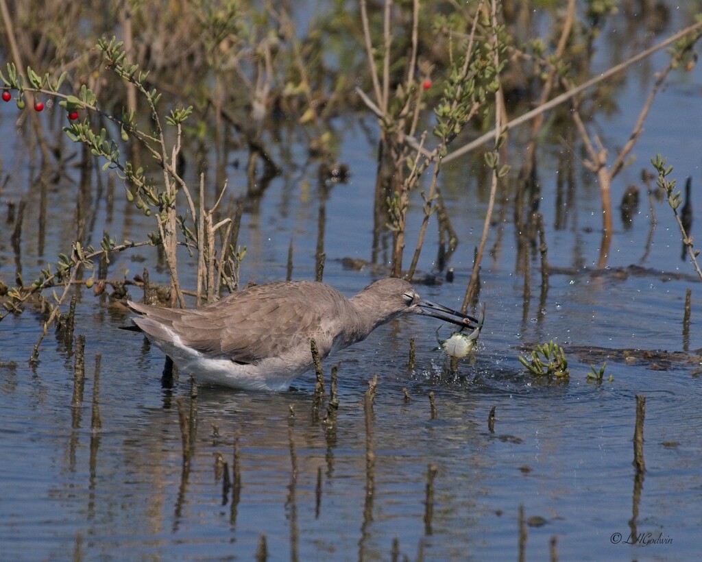 LHG_5642 Willet catchs a crab right at our campsite by rontu