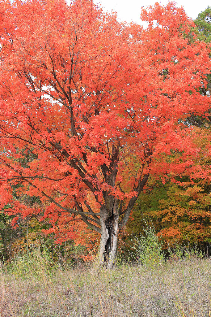 Autumn Hike 6 - THE Red Maple by juliedduncan