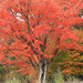 Autumn Hike 6 - THE Red Maple