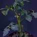 10 12 Tomato Plant