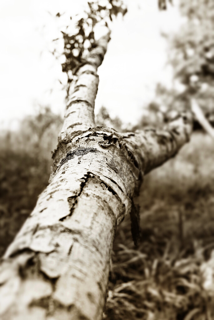 Autumn Hike 7 - Ankle-Breaker by juliedduncan