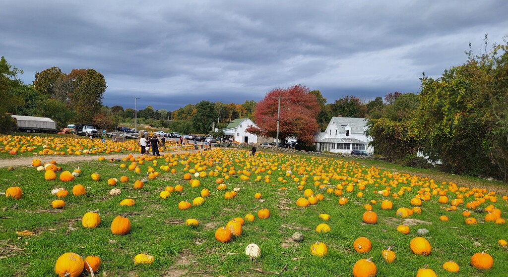 At the pumpkin patch by paulabriggs