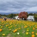 At the pumpkin patch