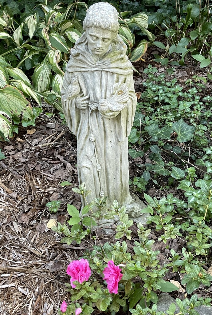 St. Francis keeping watch over the azalea by essiesue