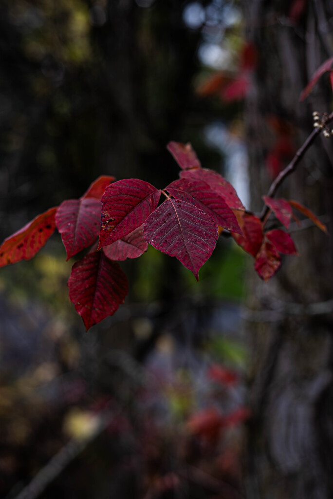 Poison Ivy by darchibald