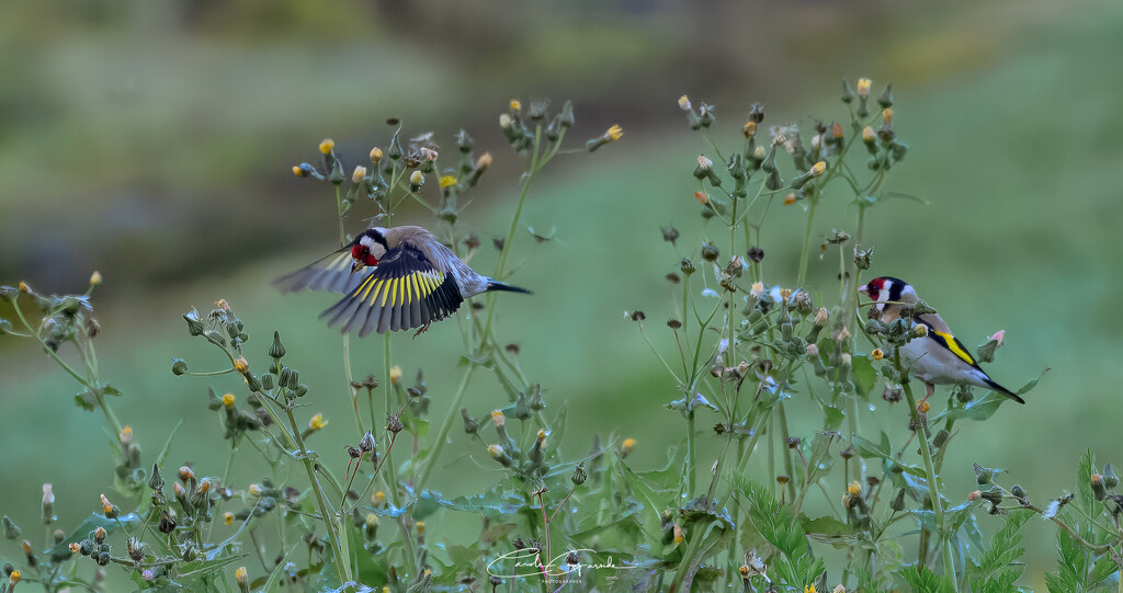 Goldfinches by yorkshirekiwi