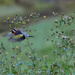 Goldfinches