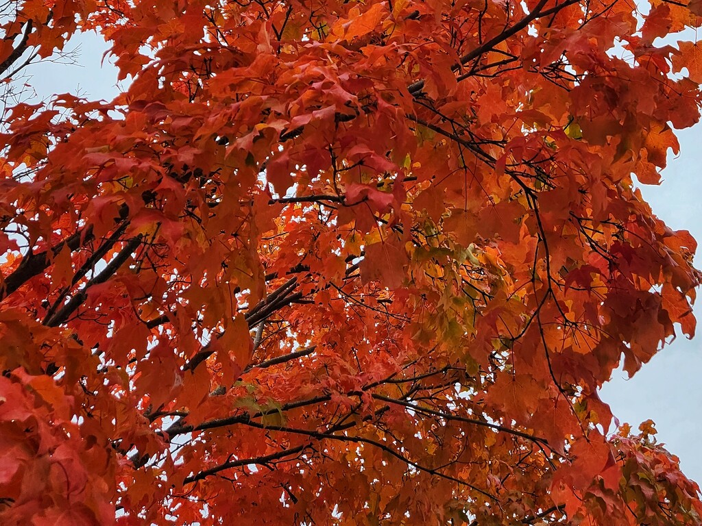 Canopy by ljmanning