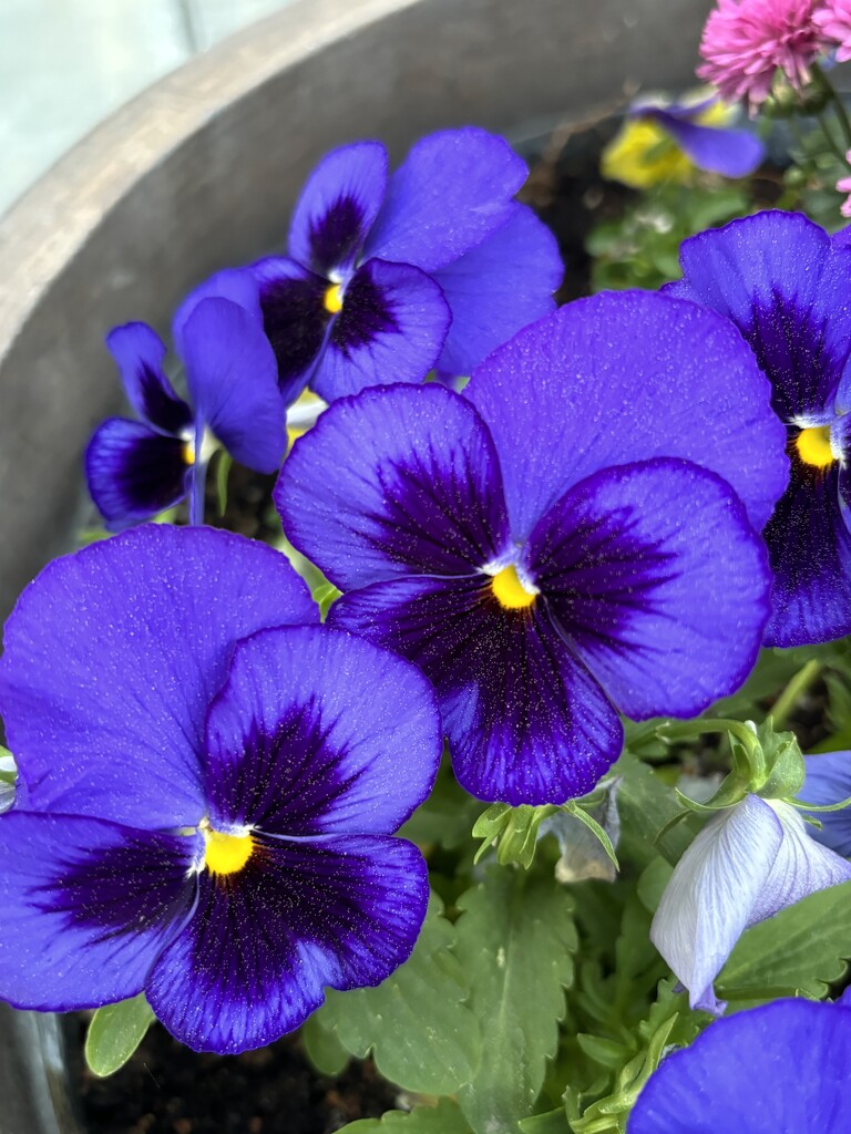 Pansies make me smile by pirish