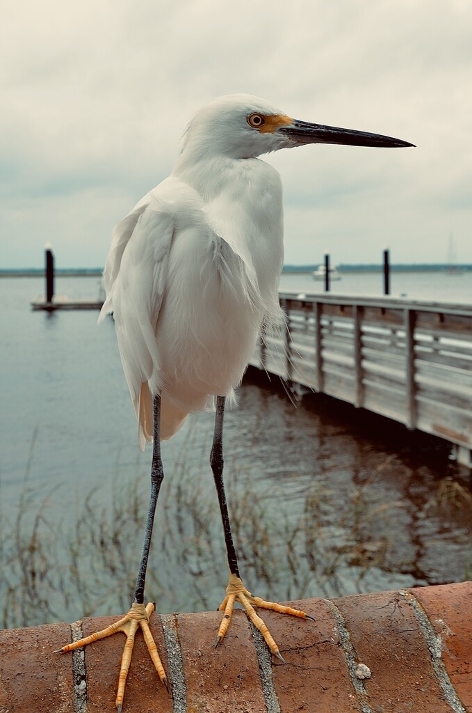 Snowy Egret by rickaubin