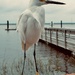 Snowy Egret