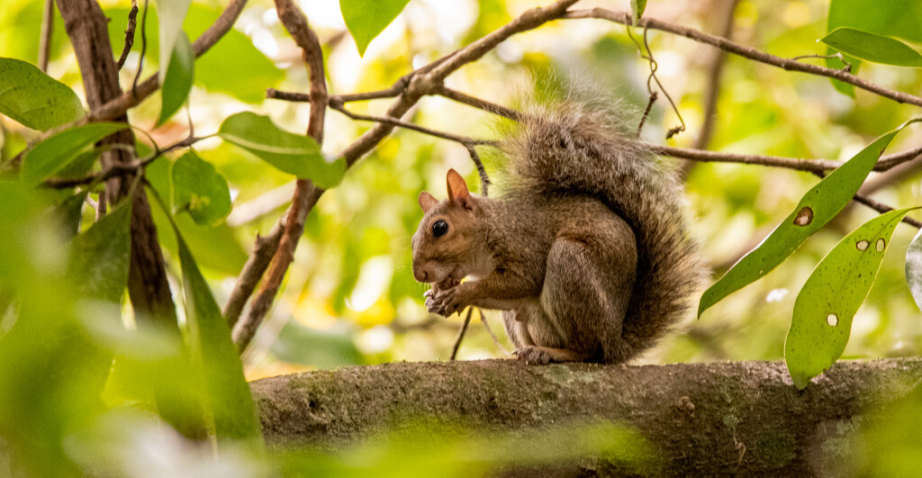 Mr Squirrel Having His Snack! by rickster549