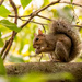 Mr Squirrel Having His Snack!